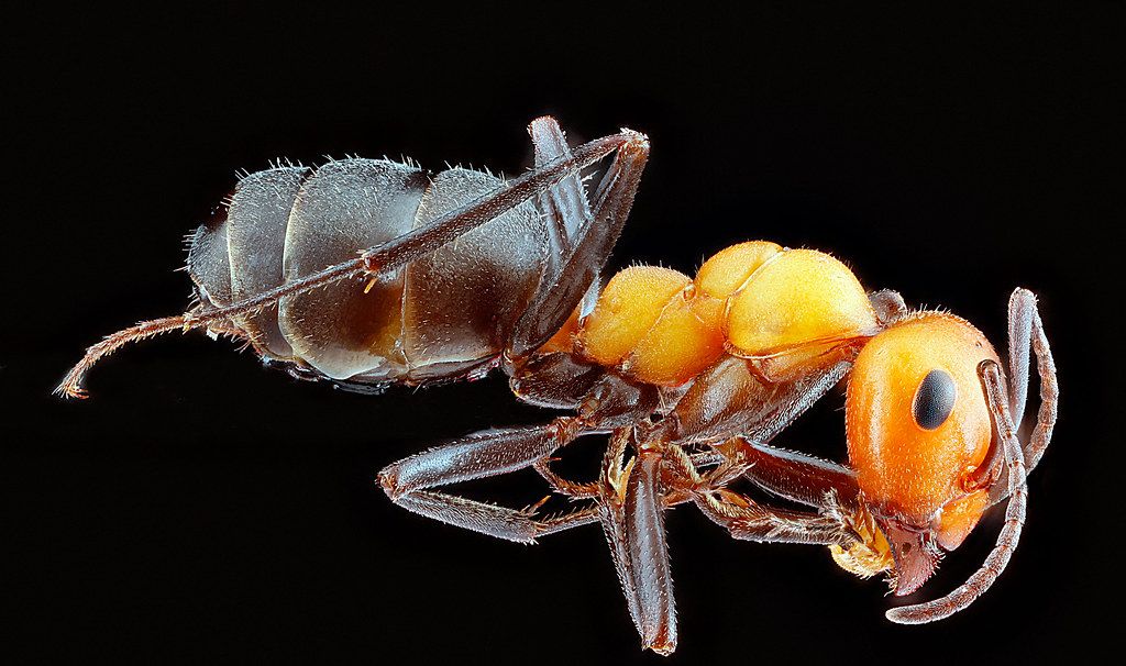 Ant Control service in Avondale, AZ