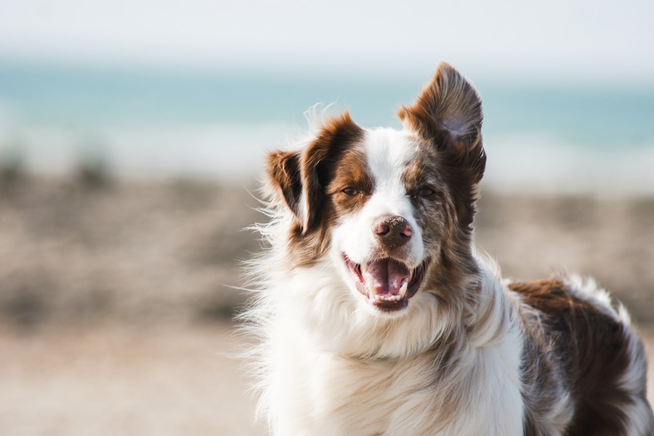 Flea & Tick Control service in Avondale, AZ