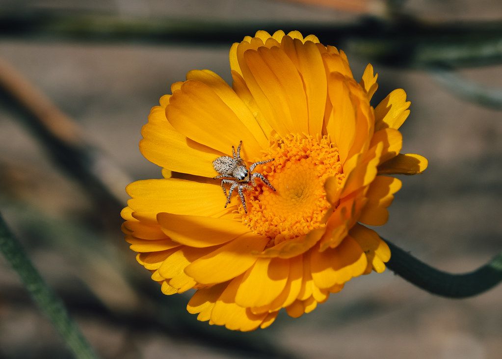 Spider Control service in Avondale, AZ
